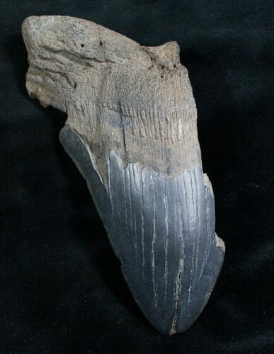 Bargain Megalodon Tooth - South Carolina #7502